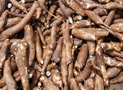 Umbi Akar Singkong – Materi Belajar Online