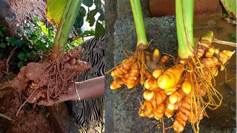 How To Grow Turmeric At Home Grown Turmeric At Our Garden Youtube