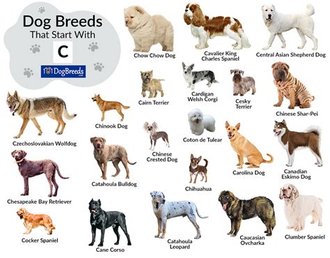 A Dog Breed That Starts With A K