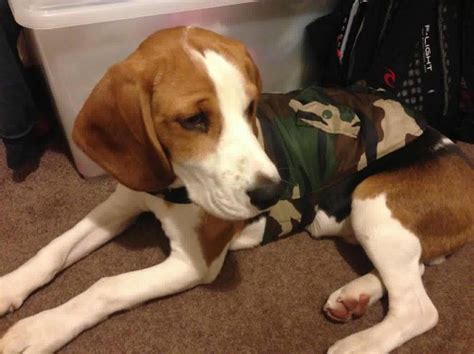 Cooper Medium Male Beagle X Bloodhound Mix Dog In Wa