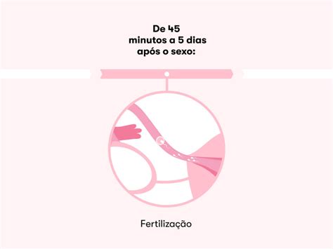 Quanto Tempo Ocorre A Fecundação