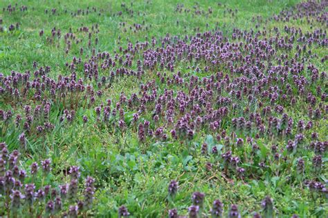 And they're doing all kinds of crazy things to get it. Purple Dead Nettle | Chestnut School of Herbal Medicine