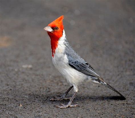 Red Crested Cardinal At Kokee State Park Hawaii Photo From Wikimedia