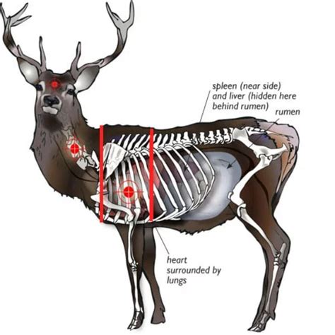 How To Find And Aim For Deer Vitals Deer Bow Hunting Deer Hunters