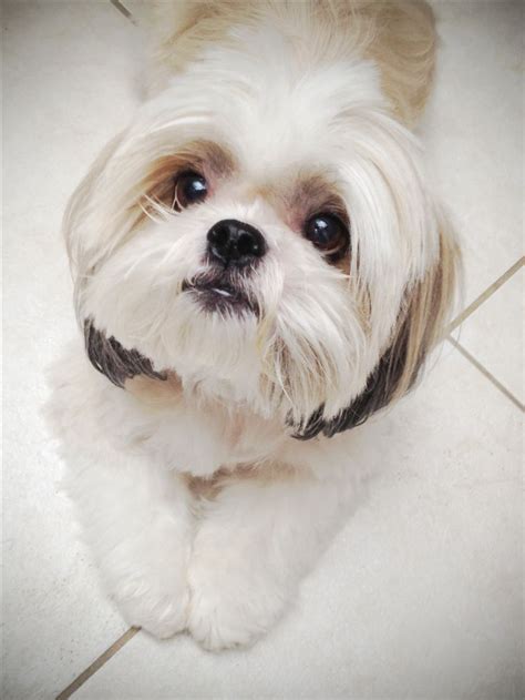 31 Best Images About Shih Tzu Dogs And Puppies On Pinterest