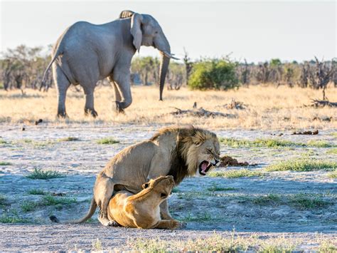 Safaris Your Game Your Rules An Independent Tour Of Botswana Nicky Holford