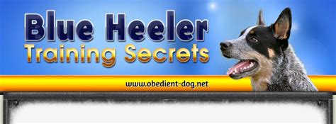 They need roughly twice as many calories per. Blue Heeler Training Secrets - www.obedient-dog.net | Blue heeler, Heeler, Puppy love
