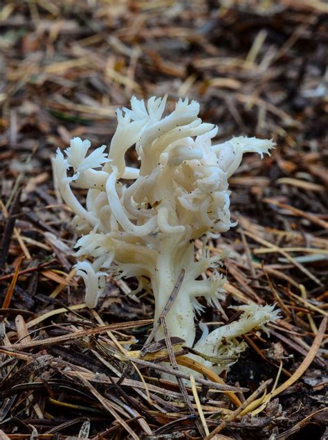 White Coral Fungus Clavulina Cristata Fungi Stuffed Mushrooms