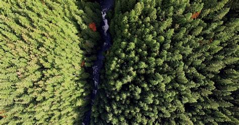 Aerial Looking Down On Wallace Falls Washington State Forested Land