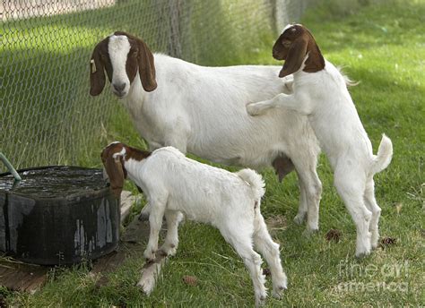 Goat With Kids Photograph By Inga Spence Pixels