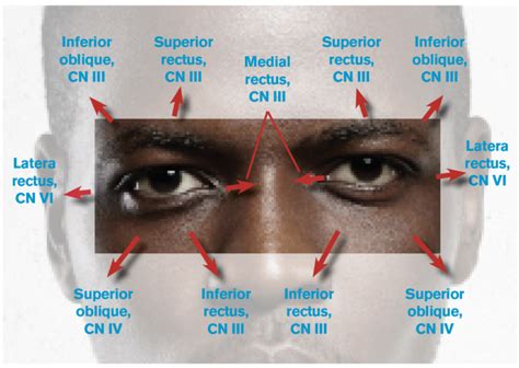 Figure 1 Eye Movements And The Related Cranial Nerves Cns And