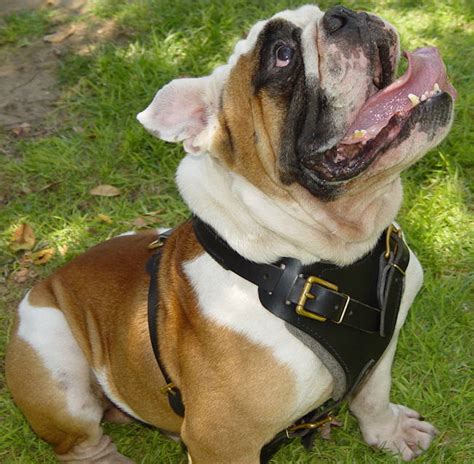 This is the perfect peace to help you get one that will work for you. Agitation/walking Leather Dog Harness- english bulldog [H1 ...
