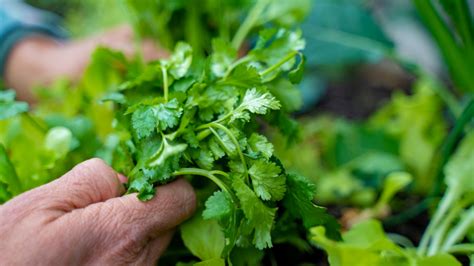 How To Grow Cilantro From Seed Gardenary
