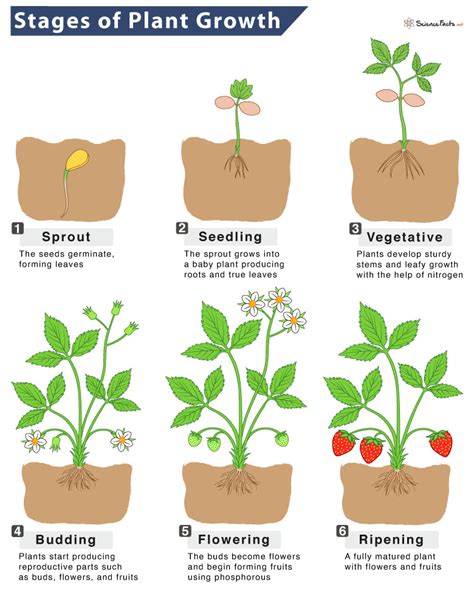 Plant Growth Definition And Stages