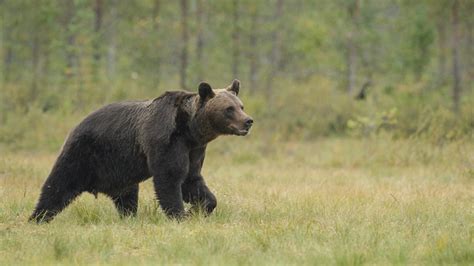 Grizzly Bears Expanding Range In Wyoming Gohunt