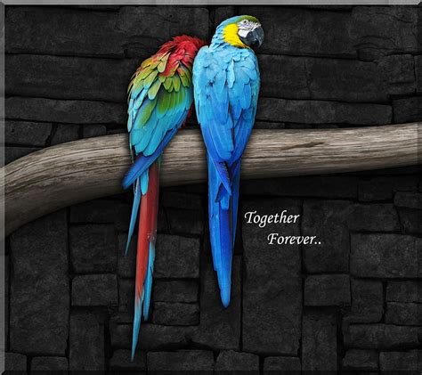 Parrots Love 3d Animal Animated Birds Color Couple Quote Hd