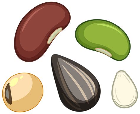 Seeds Vector Art Icons And Graphics For Free Download