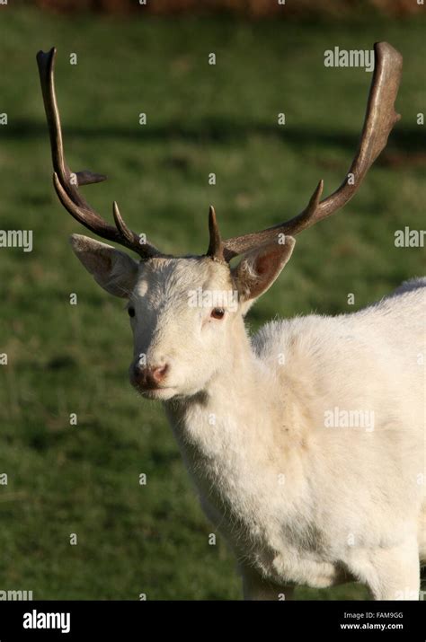 Rare White Fallow Deer Stag In Parkland With Red Deer Herd Stock Photo