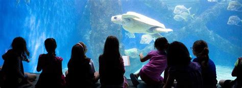 Virginia Aquarium And Marine Science Center Sea Adventures Adventure Of