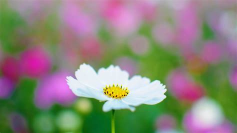 Flower Cosmos Hd Desktop Wallpapers 4k Hd