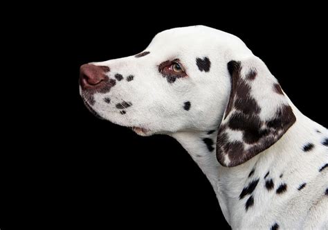 Closeup Adult Liver White Dalmatian Dog Puppy Portrait Pet