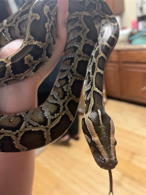 Normal Male Burmese Python By Krystal Balls Morphmarket