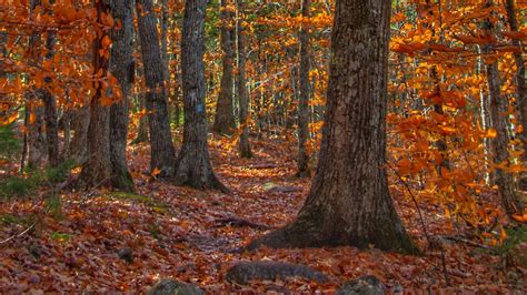 Download Wallpaper 1366x768 Trees Leaves Forest Autumn Tablet