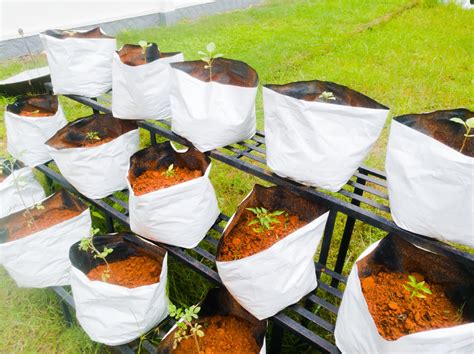 Grow Bag Gardening Pros And Cons And How To Get Started Bob Vila