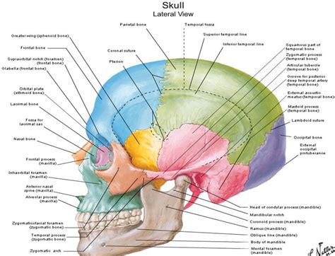 Lateral View Of Skull Netter Skull Anatomy Human Skull Anatomy