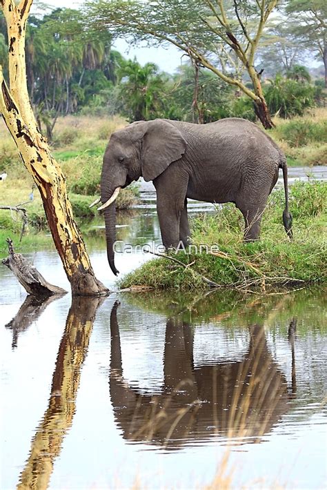 African Elephant Serengeti National Park Tanzania By Carole Anne