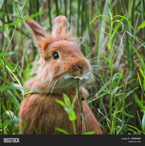 Cute Rabbit Eating Image And Photo Free Trial Bigstock