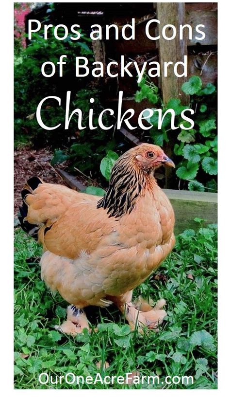 Are Chickens For You What Are The Benefits Of Eggs From The Backyard