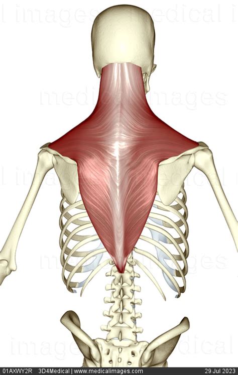 Upper Back Muscles Diagram Upper Back Muscles Medical Art Library