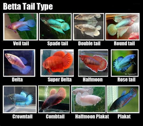 Female Tail Types Betta Fish Types Betta Fish Tank Betta