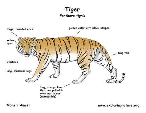 Unique Animal Characteristics The Sumatran Tiger
