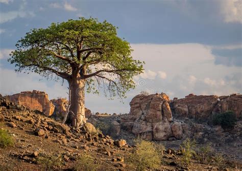 Un Seul Baobab Dans Le Paysage Sud Africain Photo Stock Image Du