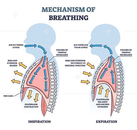 Mechanism Of Breathing As Anatomical Process Explanation Outline