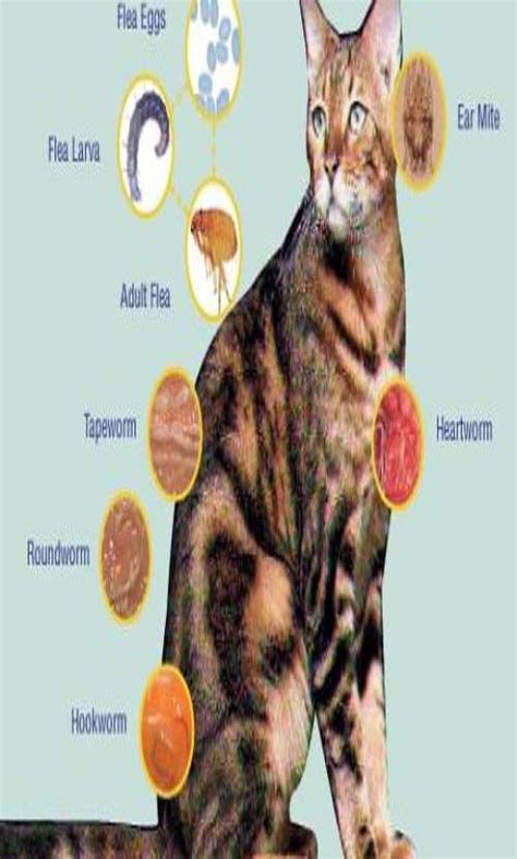 Parasites In Cats Cat Guides