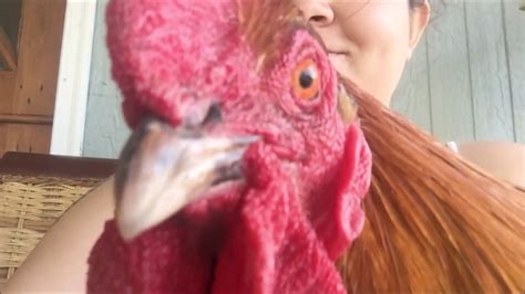 Learn your rooster's crowing habits. Homemade No Crow Rooster Collar - YouTube