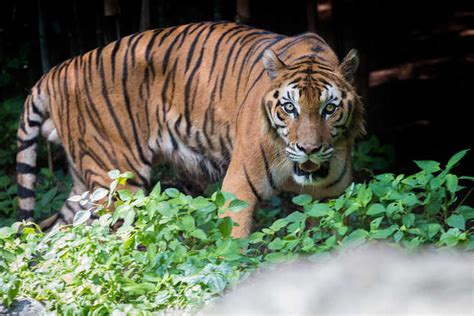 Sumatran Tiger Population Recovering Study