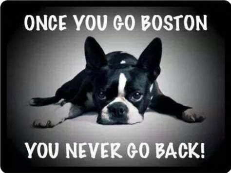 Boston Terrier Once You Go Boston Refrigerator Magnet Ebay Boston