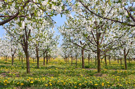 Durch die meist feuchtere witterung im vergleich zum frühjahr können sie sich viel gießen sparen. Wieviel wasser braucht ein obstbaum - Klimaanlage und Heizung