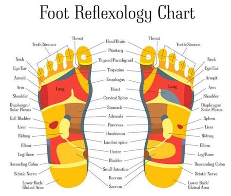 12 Ce Hour Reflexology Foot Hand And Ear 2 Day Class 185 Foot