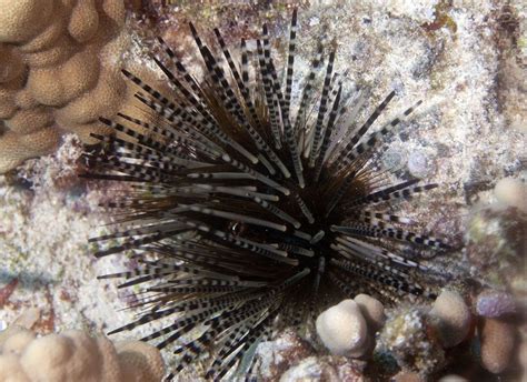 Photos Of Sea Urchins Echinoidea Marine Animals Urchin Sea Coral