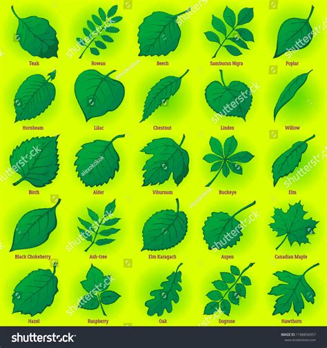 Set Of Green Leaves Of Various Plants Trees And Royalty Free Stock