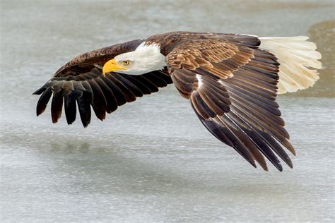 Filebald Eagle Flying Over Ice Southern Ontario Canada Wikipedia