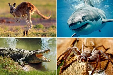 4g The Most Dangerous Australian Animals Time For English