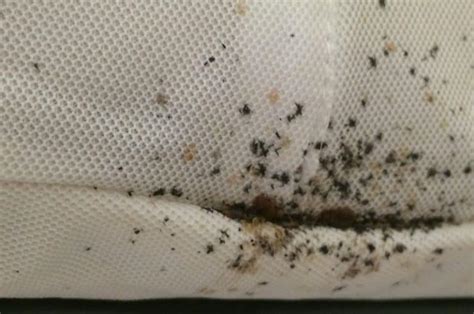 Are Bed Bug Feces Hard Or Soft
