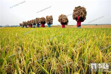 Farmers Carring Paddy From Paddy Field At Rajshai District Of
