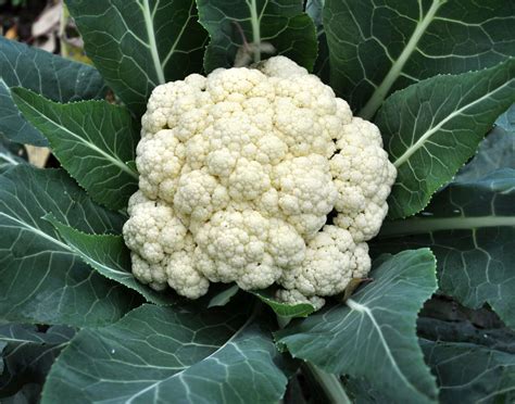 14 Vegetables To Plant In October Zone 9 Brown Thumb Mama®